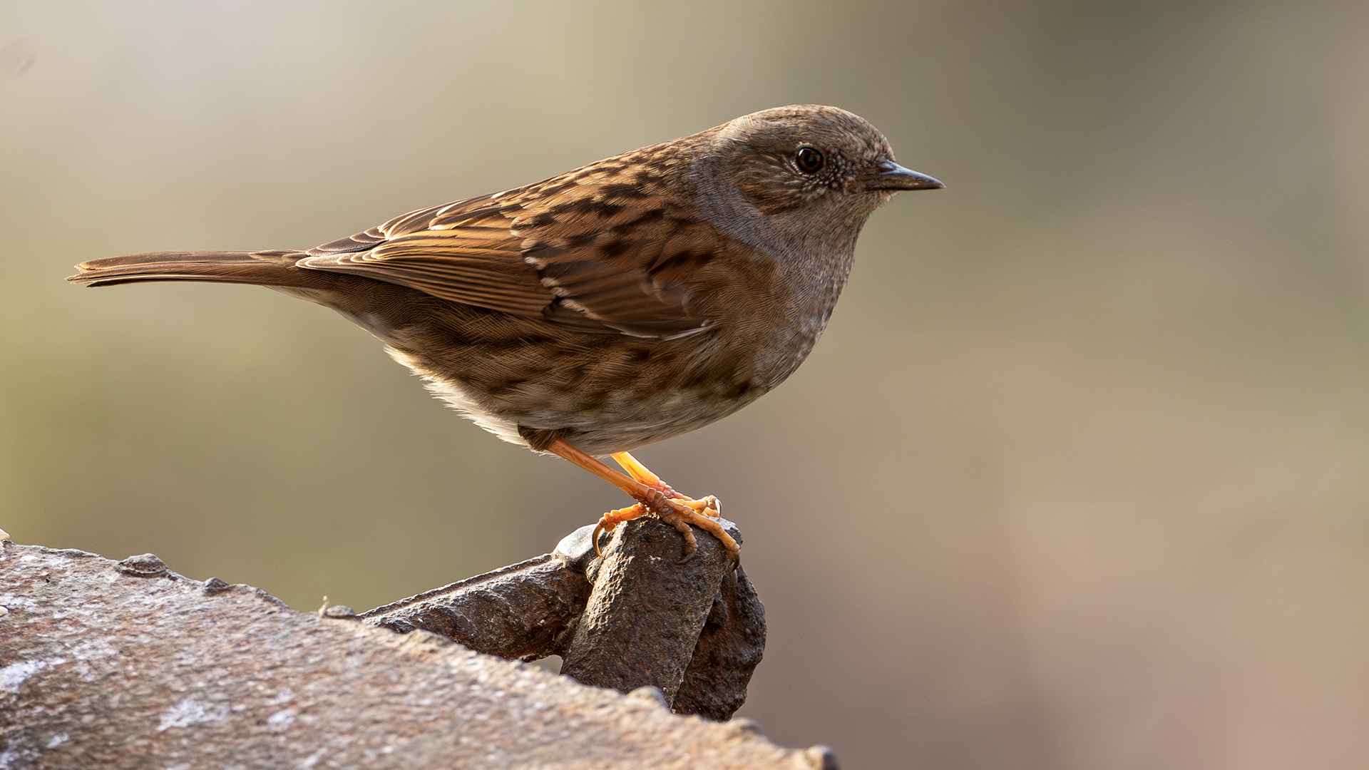 Dunnock
